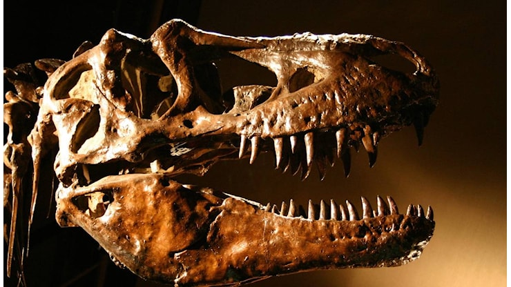 È ufficialmente all'asta: uno dei T-Rex più grandi del mondo è in vendita (e non costa poco) - Libero