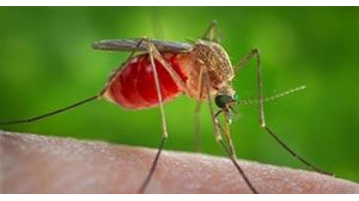 Catanzaro, Virus West Nile, il Comune: gli interventi specifici sono in corso - RaiNews