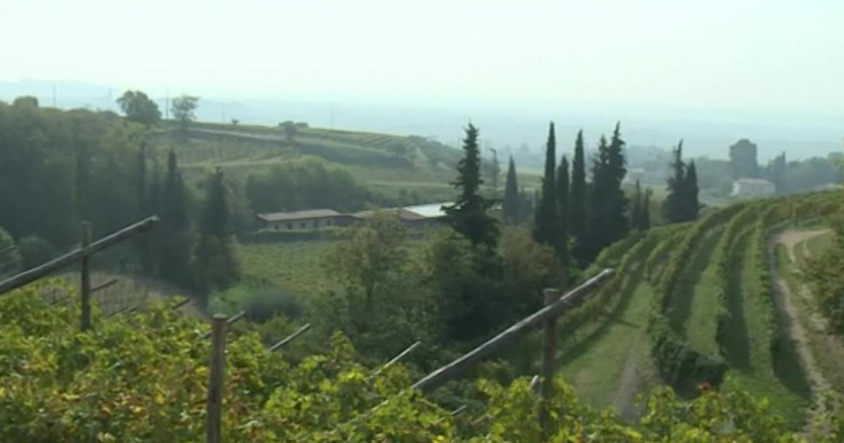 Crisi internazionale, il vino veronese rischia un calo del 5% dell'export