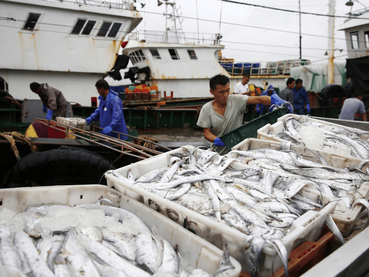 Il seafood dentro la nuova mappa del cibo che viaggia