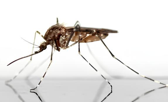 WEST NILE, PRIMO CASO IN PROVINCIA DI LATINA