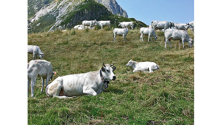 Agea stanzia 17,4 milioni di risorse per zootecnia montana e delle aree interne - L'Informatore Agrario