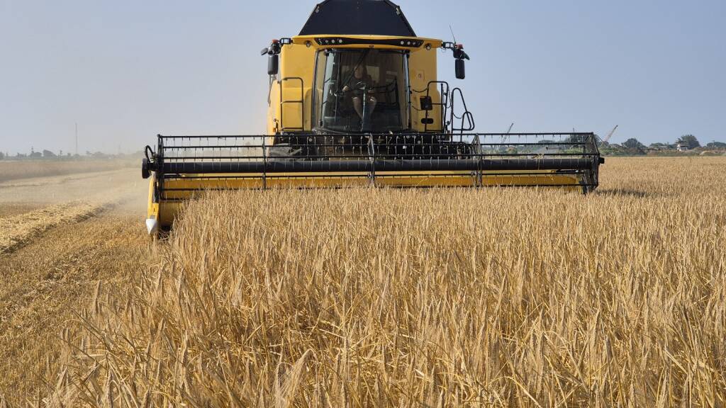 Grano duro, raccolto di qualità ma mercato in crisi: l’allarme di Confagricoltura Ravenna