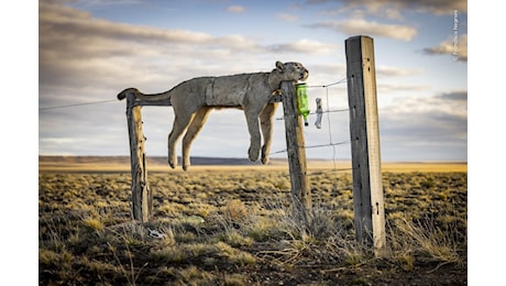 Wildlife Photographer of the Year 2026: vince Federico Veronesi