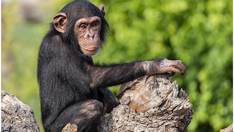 Era nascosta da milioni di anni: la nuova scimmia scoperta in Congo