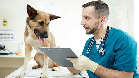 La rabbia torna a mordere: a Vittorio Veneto scatta la vaccinazione obbligatoria e gratuita dopo l’importazione illegale di un cane dal Marocco