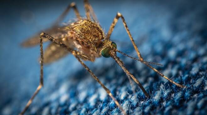West Nile, campioni positivi in sei province: le indicazioni dalla Regione per proteggersi