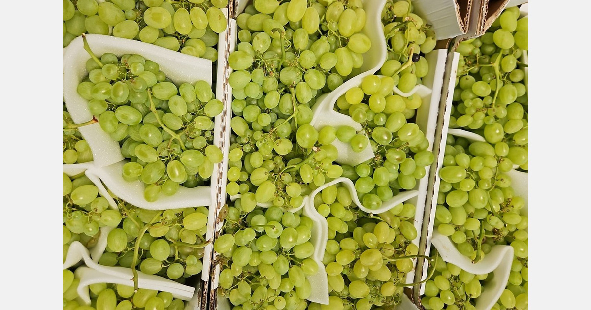 Uva da tavola, in calo dell'8,6 per cento rispetto a un anno fa