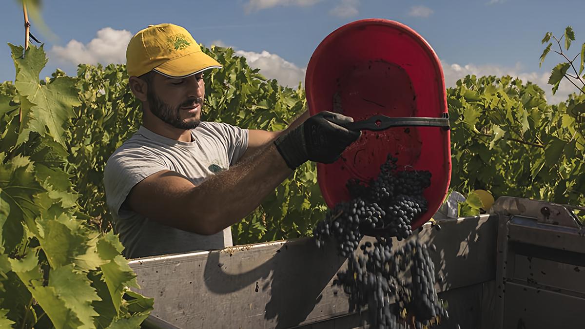 Consorzio Vini Maremma: Ridurre la produzione? Non è la strada giusta