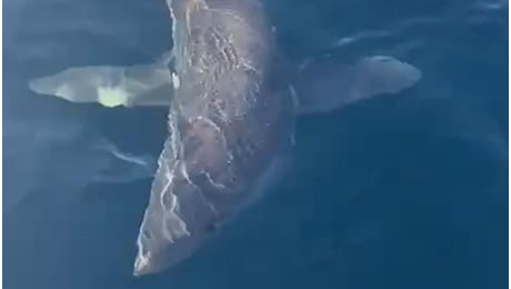 Squalo mako di due metri e mezzo abbocca al largo di Livorno: la lotta di Marco Volpi e la fuga del predatore