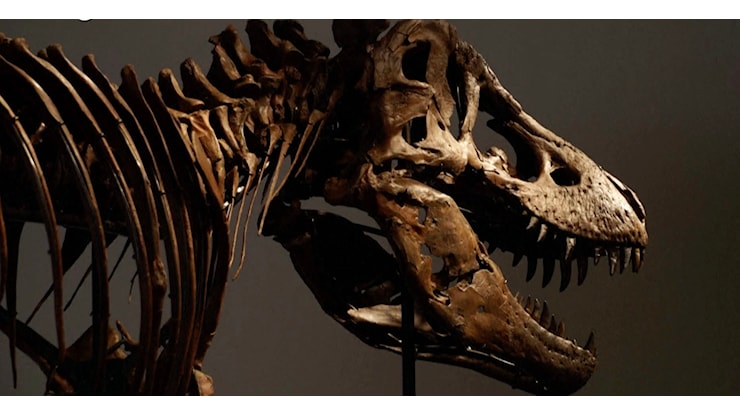 Venduto all'asta per 44 milioni di euro lo scheletro di Gus, tra i T-Rex più grandi al mondo. È record, ma si scatenano le polemiche dei paleontologi - Il Fatto Quotidiano