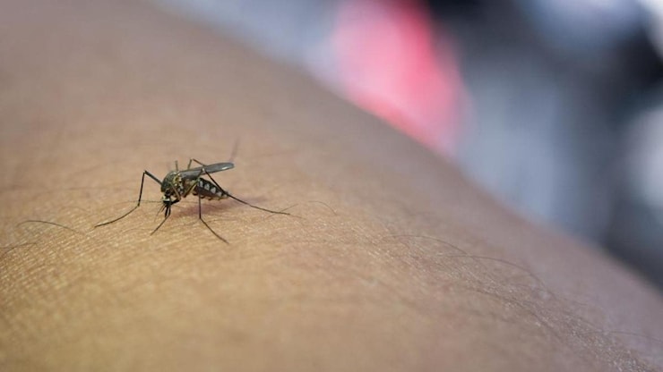 West Nile, primo caso dell'anno: un giovane ricoverato a Latina - la Repubblica