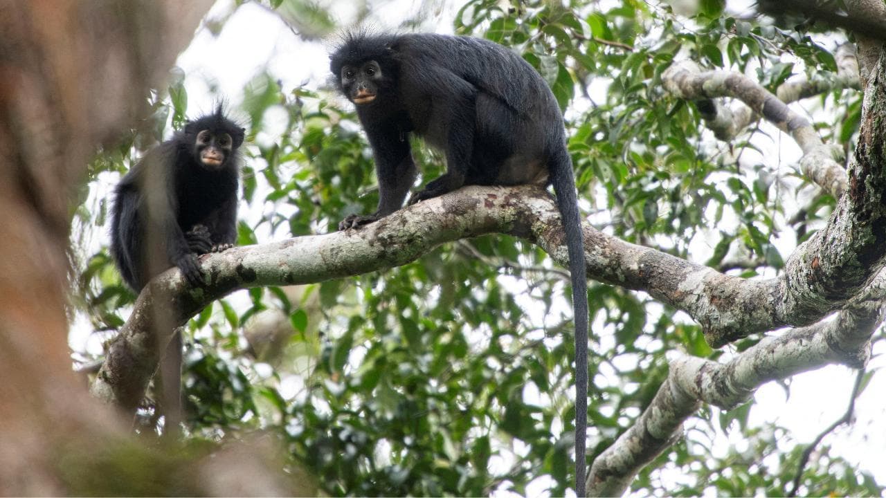 Scoperta nel cuore del Congo una nuova specie di scimmia africana, ma è già a rischio di estinzione