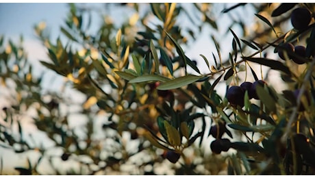 Olio d’oliva, olive eccellenti ma produrlo costa troppo: cosa sta succedendo in Puglia