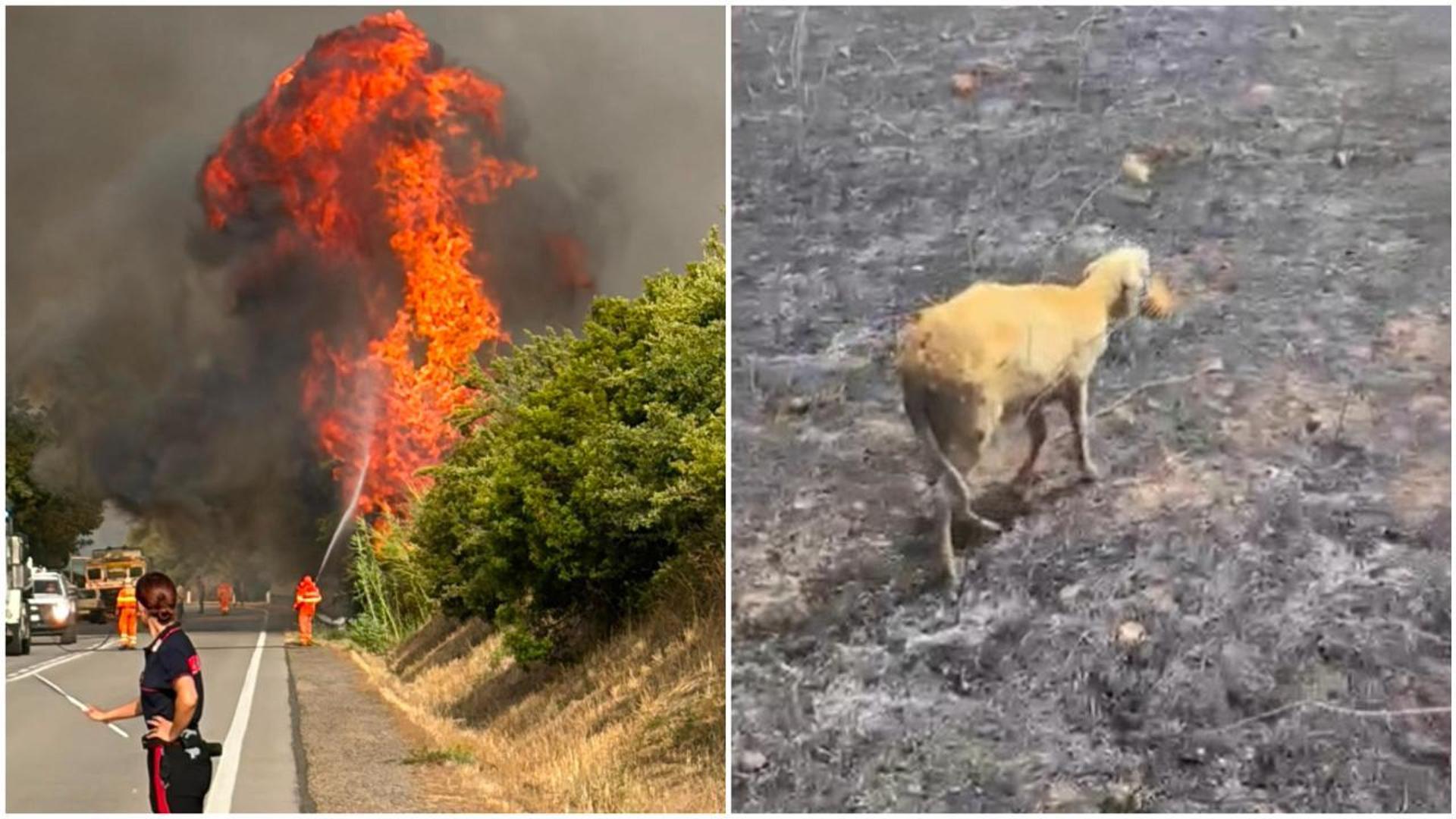 Sardegna divorata dal fuoco: campi ridotti in cenere, il paesaggio è lunare