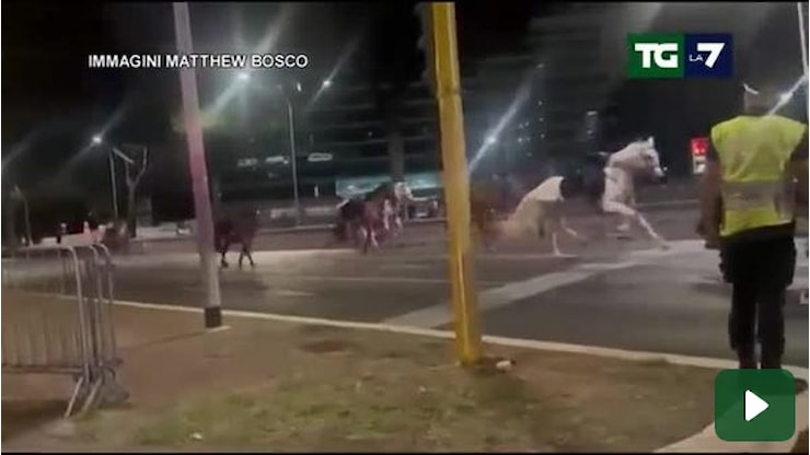 Cavalli in fuga a Roma: quattro vigili esclusi dalla parata del 2 giugno. Cosa è successo - TGLA7