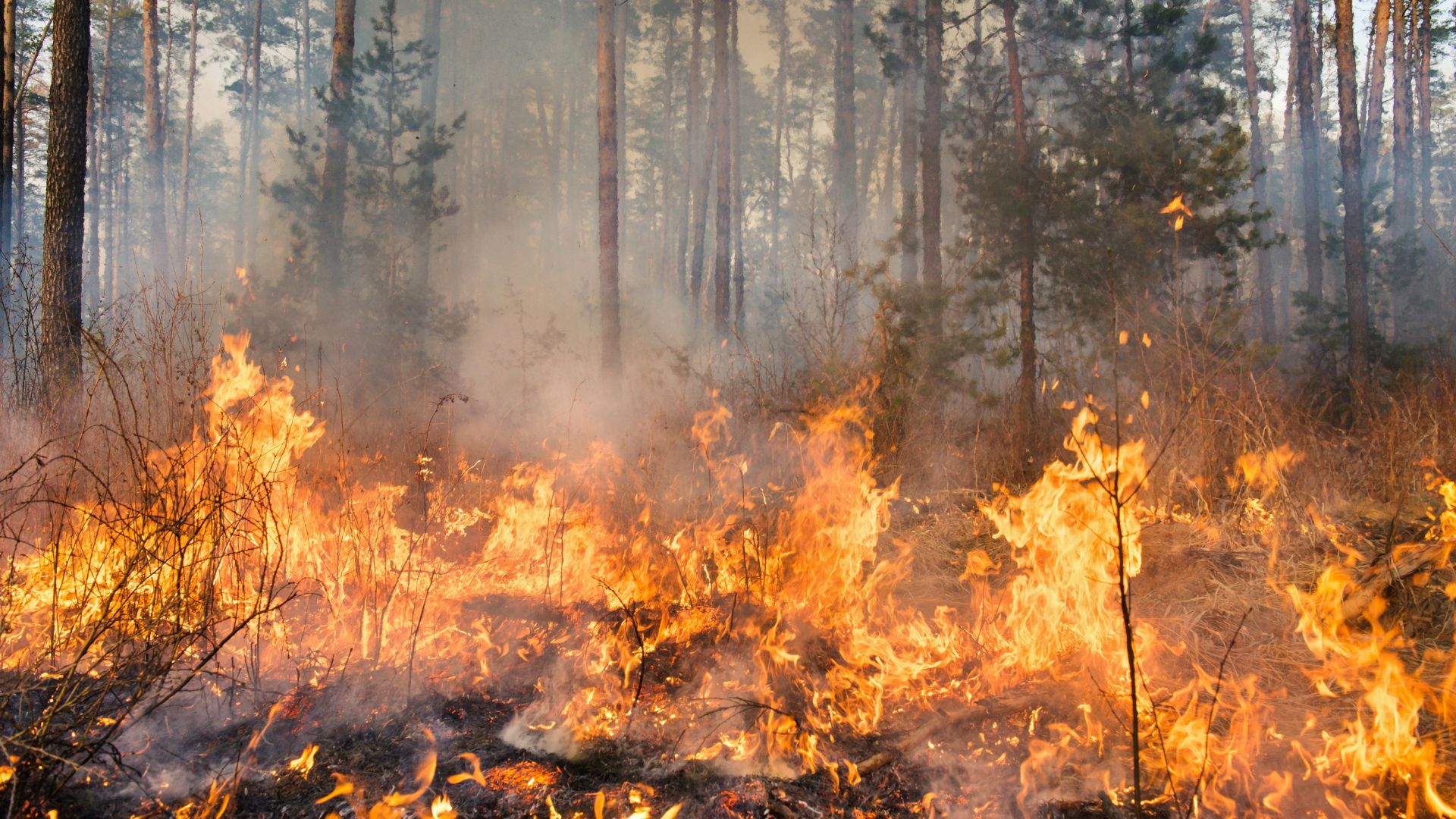 Incendi nel Friuli Venezia Giulia, scatta la massima allerta su tutto il territorio