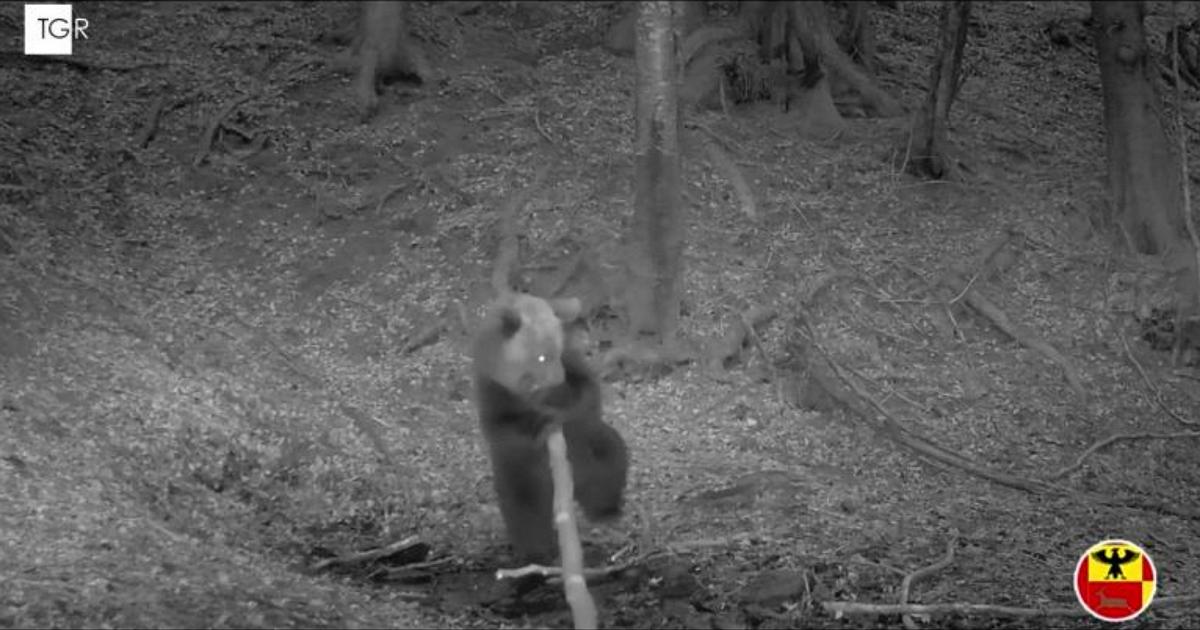 L'orso bergamasco immortalato mentre gioca con i rami mordendoli: video dalle foto trappole