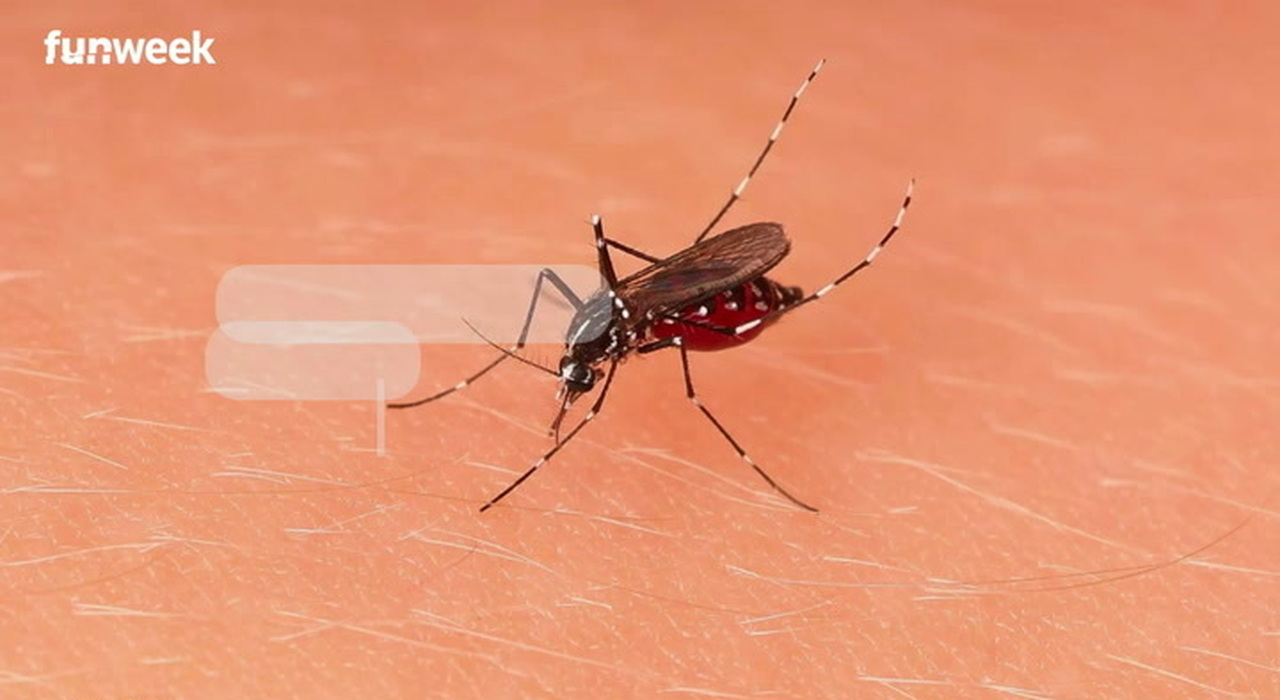 Roma sfida la zanzara tigre: il metodo naturale che ha ridotto dell'88% la riproduzione