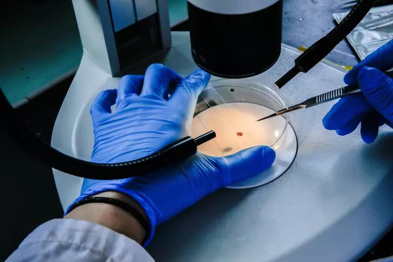 Zecche, l’allarme degli esperti: «In attività quasi tutto l’anno»
