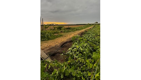 Vento e tempesta nelle campagne di Solarolo e Cotignola: Coldiretti Ravenna segnala danni pesanti all’agricoltura