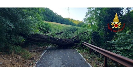 Forte maltempo a Bologna, alberi caduti e cento persone isolate in via di Ravone