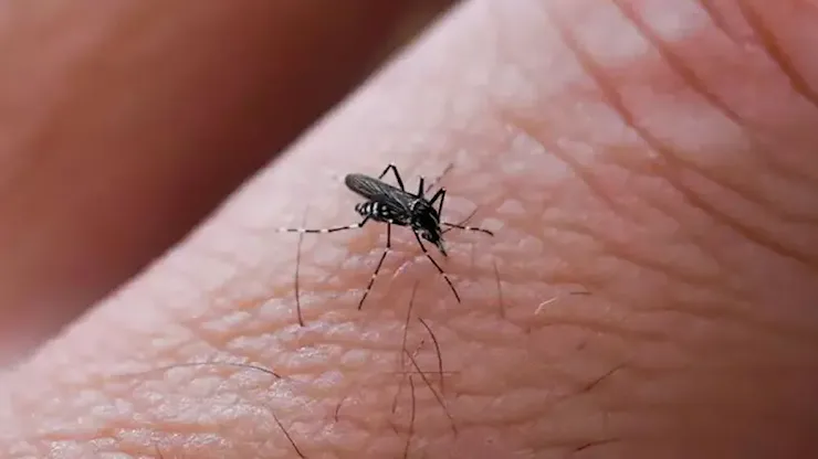 Padova, primo caso di West Nile in estate: ricoverato un uomo di mezza età - Il Mattino di Padova