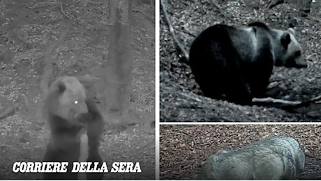 Orso bruno e lupi, le fototrappole raccontano la vita selvatica dell'Alta Val Seriana