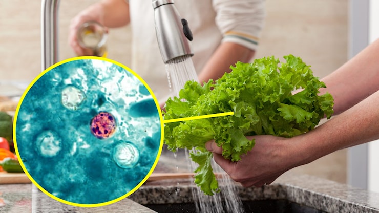 Ciclosporiasi in USA, contagi in aumento: cos’è l’infezione causata dal parassita che contamina il cibo - Geopop