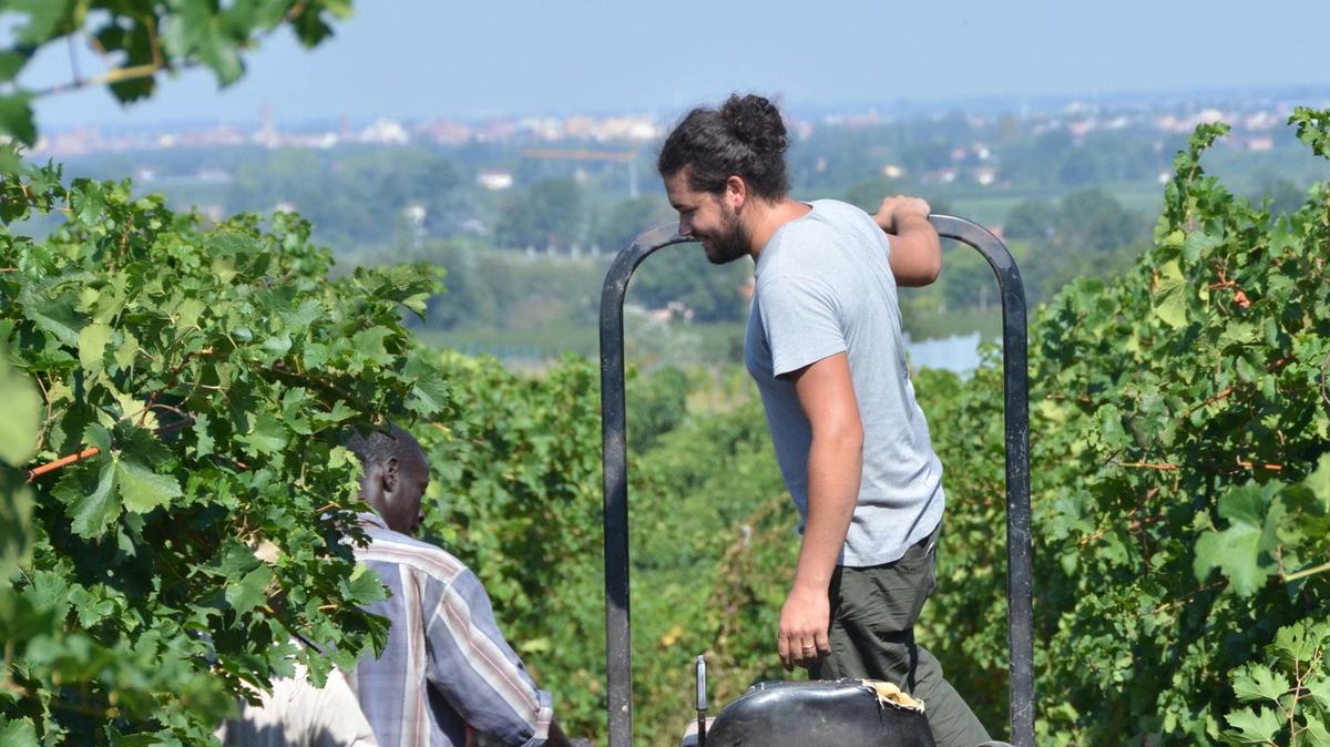 Calo dei prezzi e stock in cantina. Giugno ’difficile’ per i vini senesi
